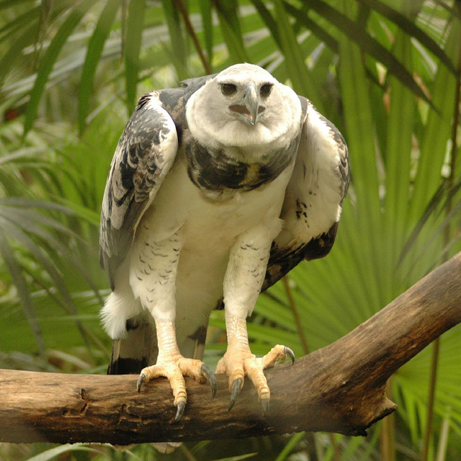Harpia Harpyja or Harpy Eagle