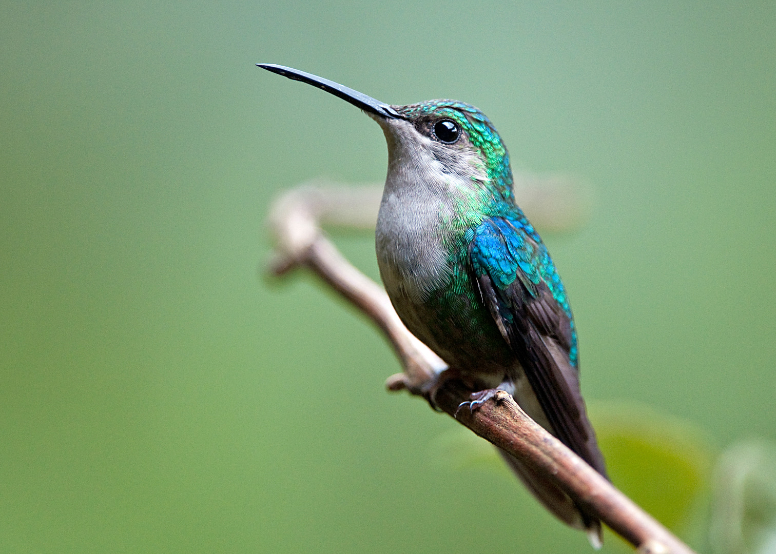 One of the Many Hummingbirds