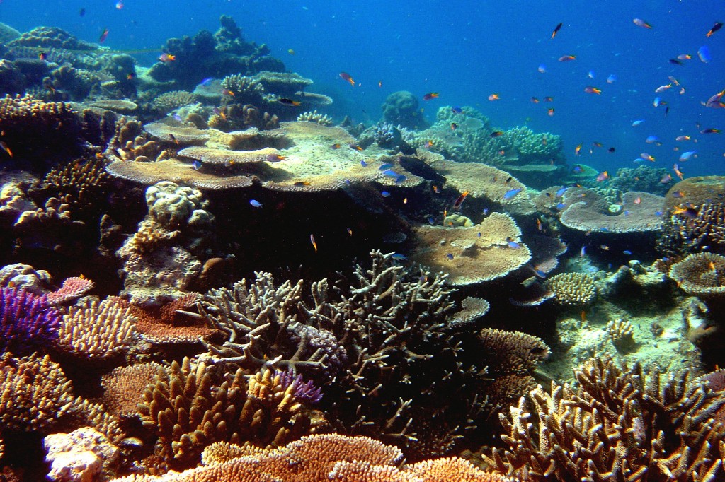 Belize is Home to the Second Largest Reef in the World