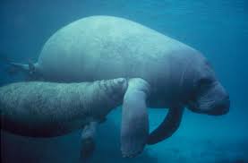 A Mother Manatee and her Calf
