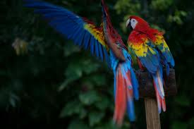 Scarlet Macaws Are Everywhere