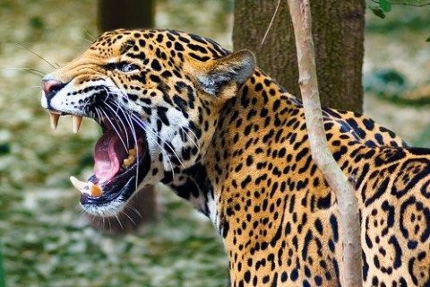 The Elusive Jaguar