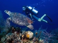 Belize Barrier Reef Diving With Turtle