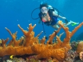 Belize Has Some of the Best Scuba Diving in the World