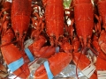 Belize Lobster Festival