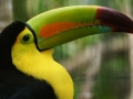 The Fruit Loops Bird