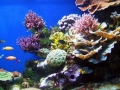 The Coral Reefs Are Very Healthy