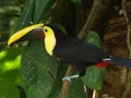 There are Many Toucan's at Mayacan Beach Resort