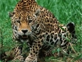 The Elusive Jaguar