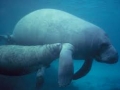 A Mother Manatee and her Calf