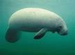 Manatees Are Very Docile