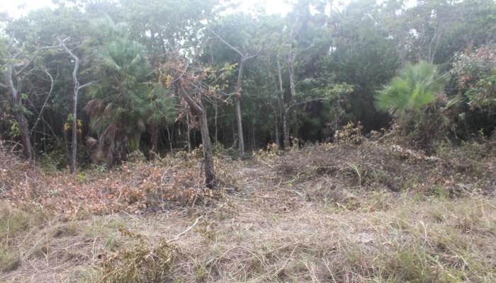 Lot # 93 - a flat semi waterfront lot with light vegetation and ready for building. Price: $50,000